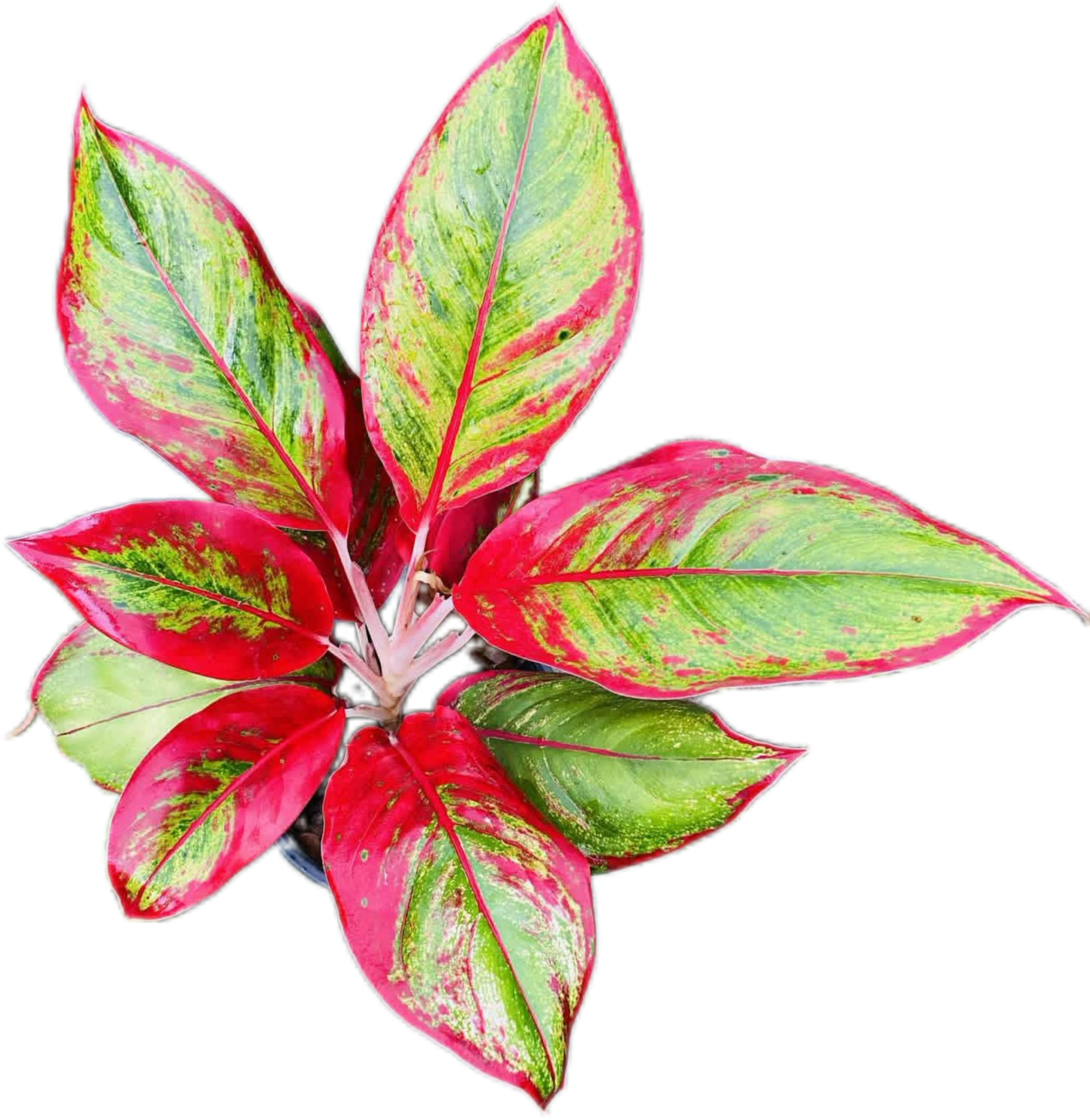 Aglaonema “Lipstick” Wholesale Set of 5 Plants