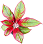 Aglaonema “Lipstick” Wholesale Set of 5 Plants