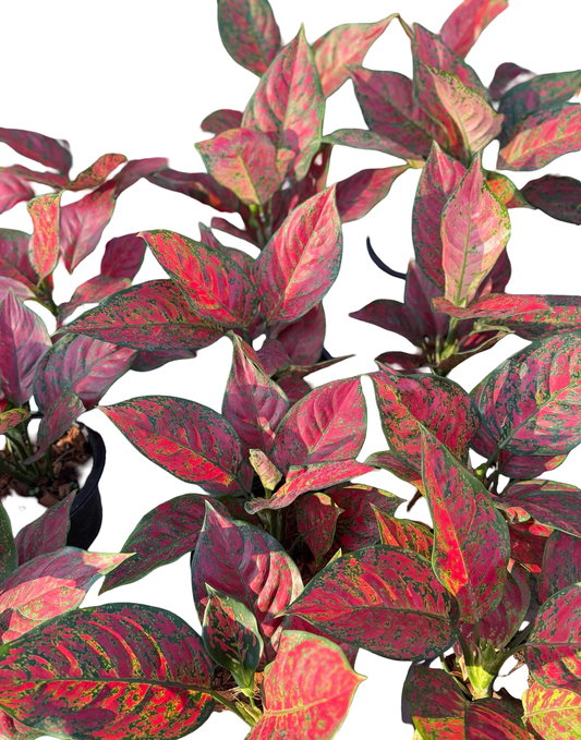 Aglaonema “Deang Mong Khon” | Wholesale Set of 10 Plants