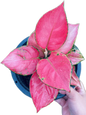 Aglaonema “Super Pink” Wholesale Set of 10 Plants