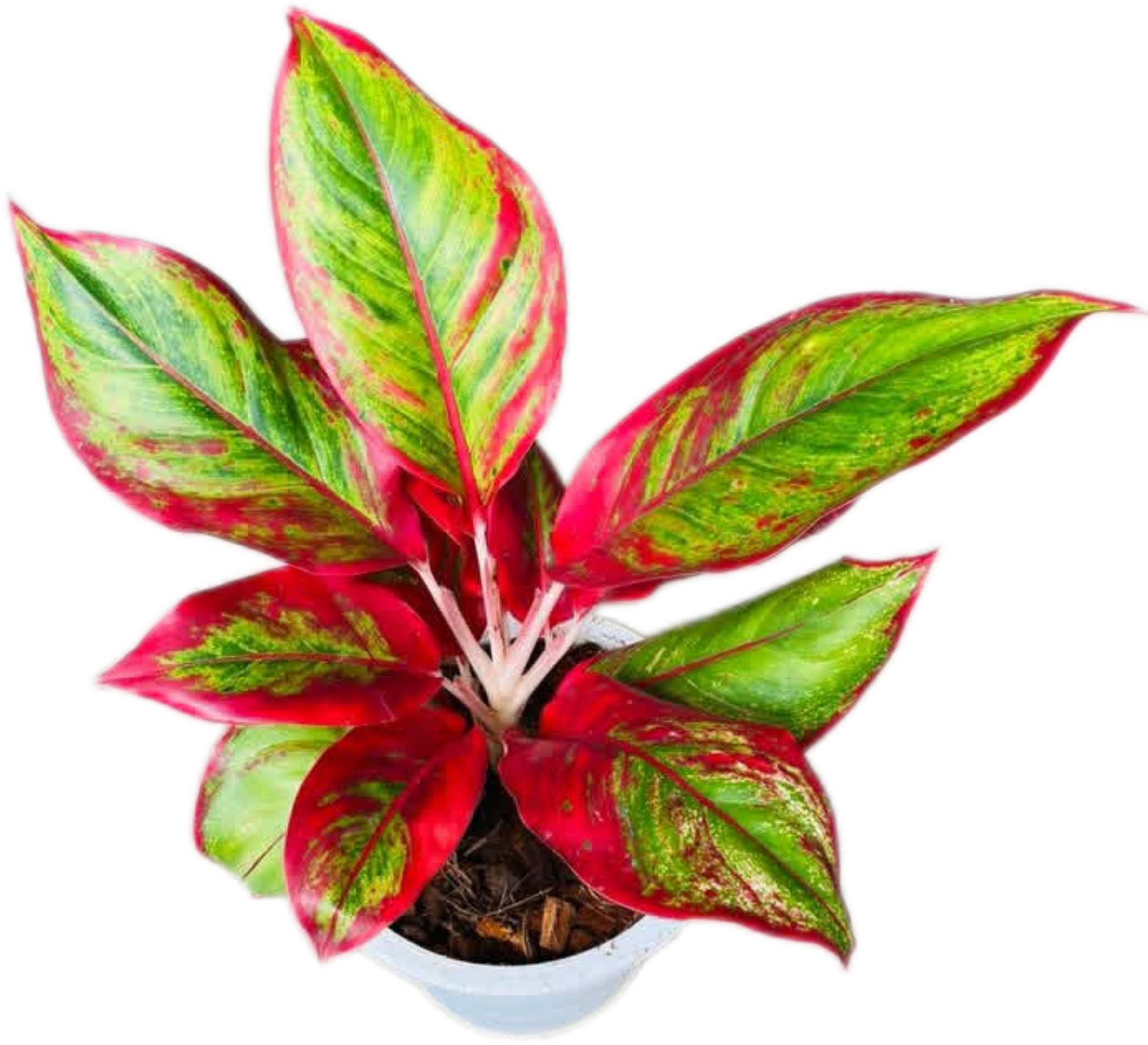 Aglaonema “Lipstick” Wholesale Set of 5 Plants