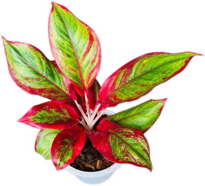 Aglaonema “Lipstick” Wholesale Set of 5 Plants