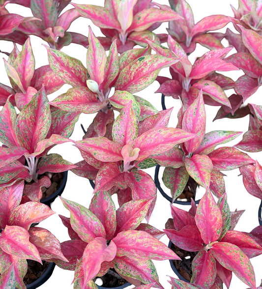 Aglaonema “Red Moon” | Wholesale Set of 10 Plants