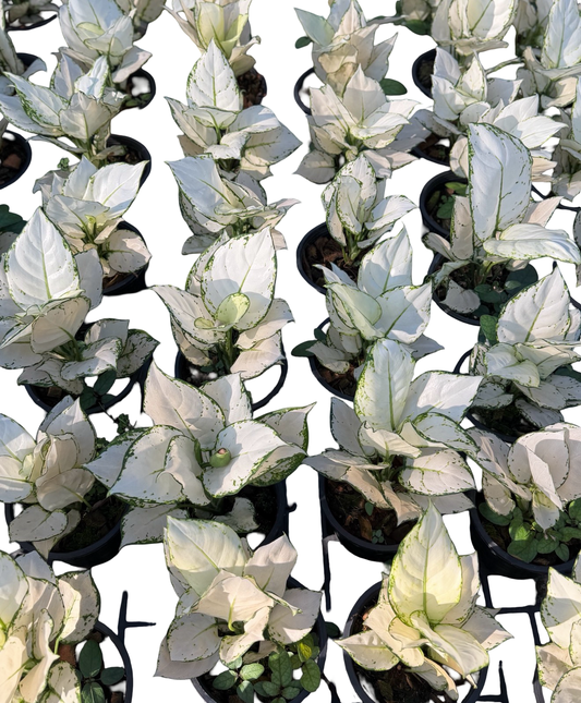 Aglaonema “Super White” Bundle of 10 Plants