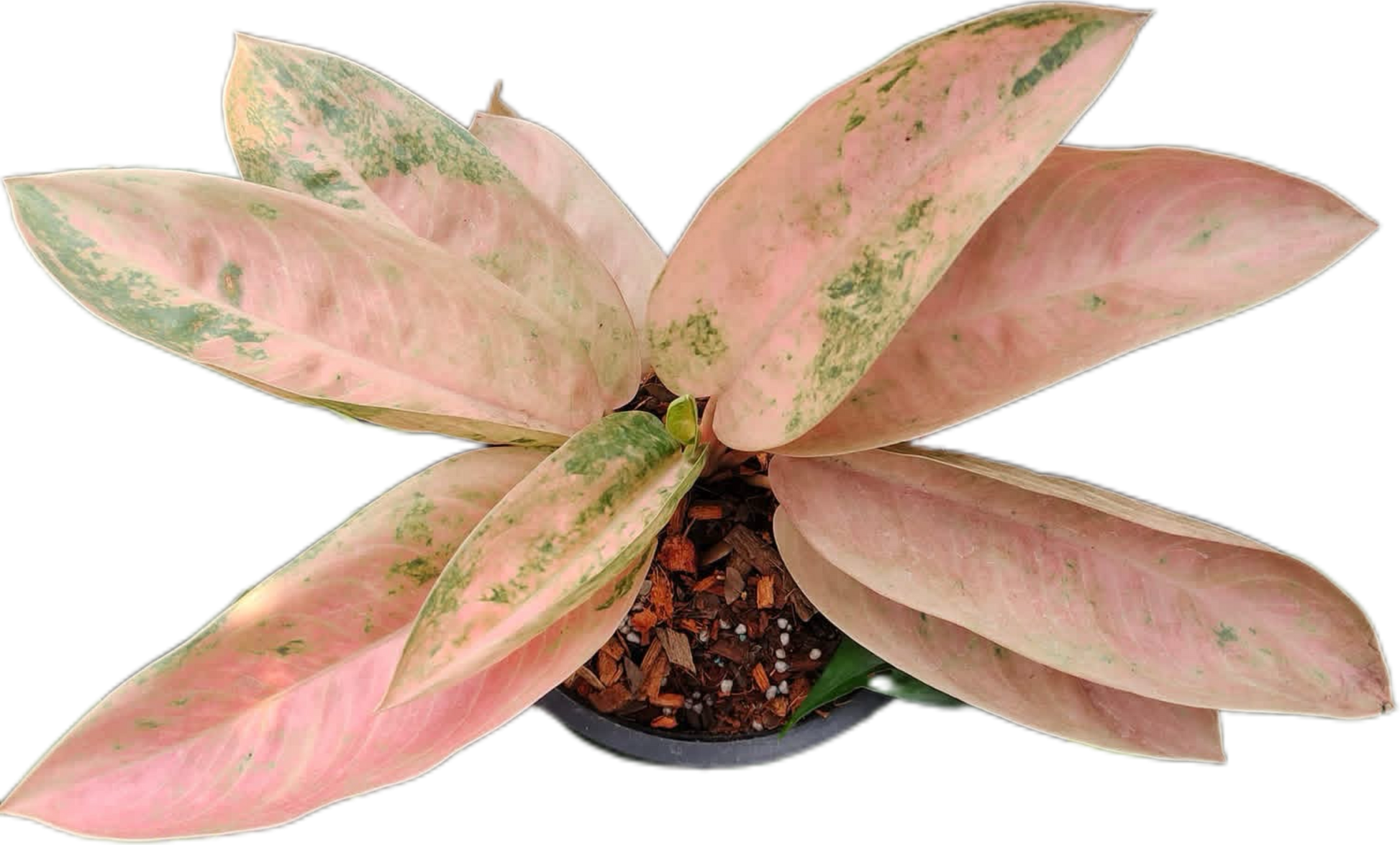 Aglaonema “Pink Banana” Wholesale Set of 10 Plants