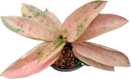 Aglaonema “Pink Banana” Wholesale Set of 10 Plants