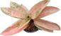 Aglaonema “Pink Banana” Wholesale Set of 10 Plants