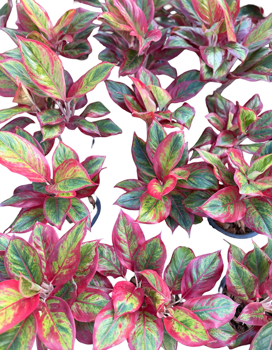 Aglaonema “Super Red Aurora” | Wholesale Set of 10 Plants