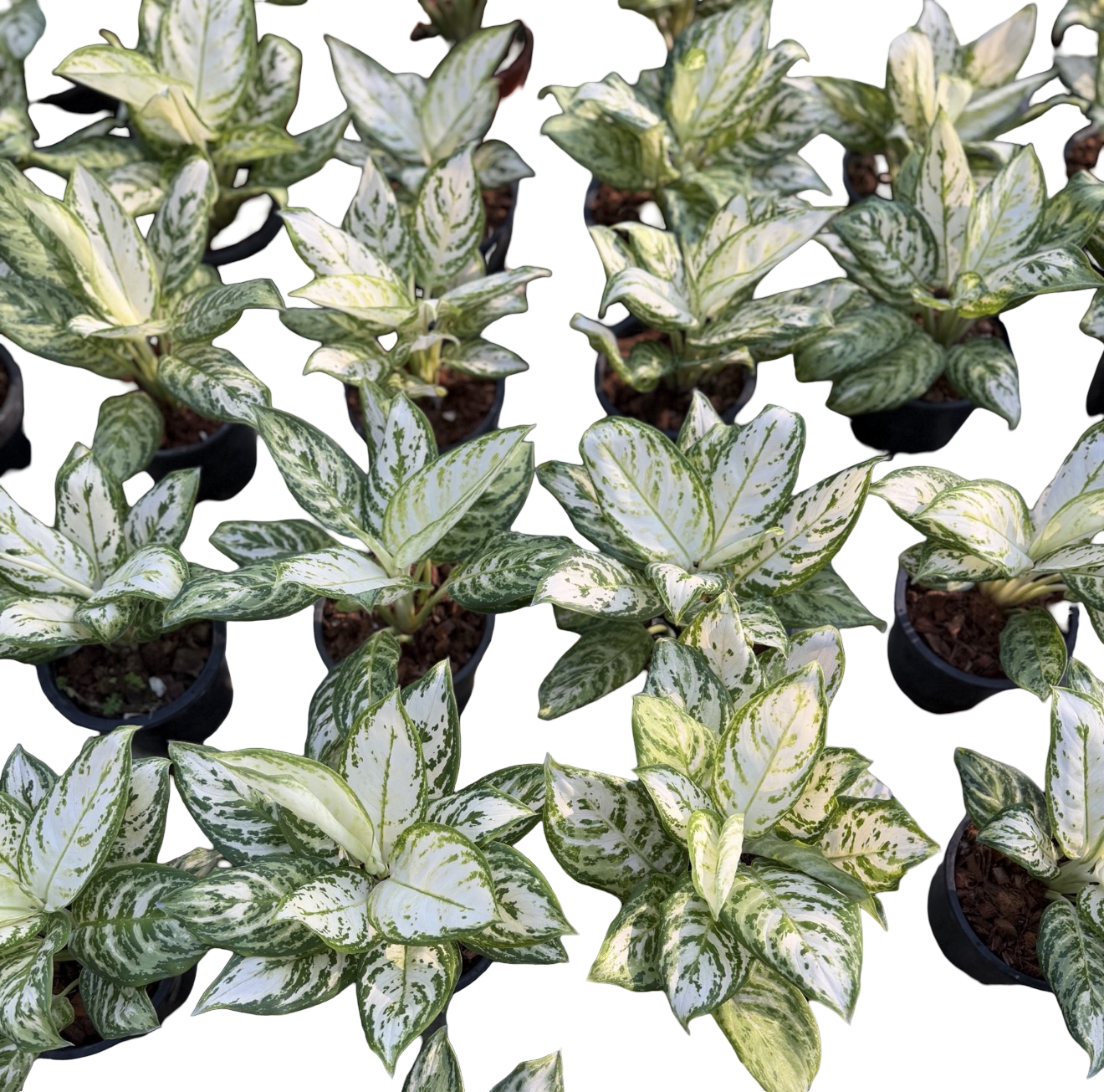 Aglaonema “White Platinum” | Wholesale Set of 10 Plants