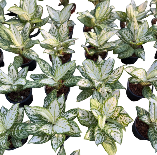 Aglaonema “White Platinum” | Wholesale Set of 10 Plants