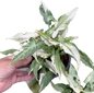 Syngonium “Starlite” Whole Set of 10 Plants