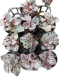 Begonia “Silver Dollar” | Wholesale Set of 5 Plants