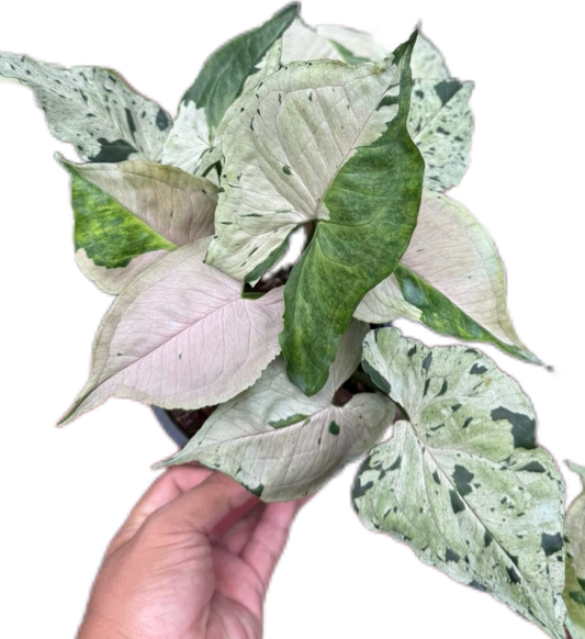 Syngonium “Green Splash” Whole Set of 10 Plants