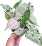 Syngonium “Green Splash” Whole Set of 10 Plants