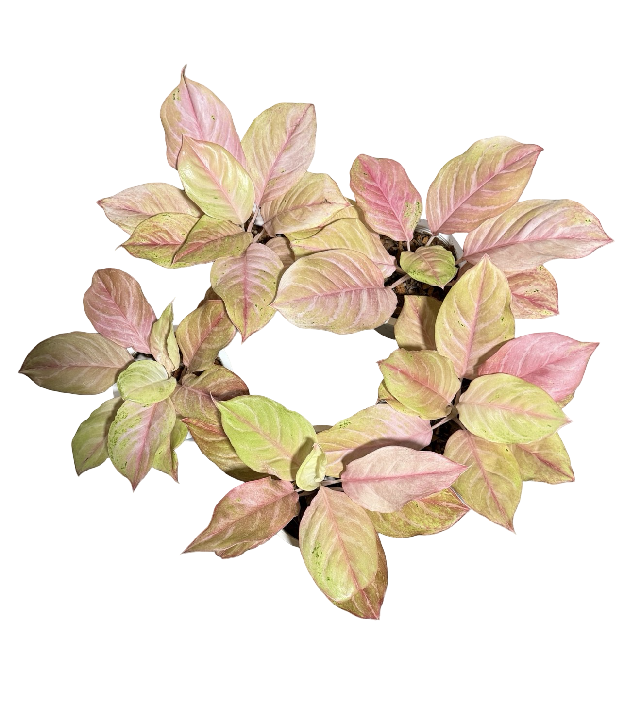 Aglaonema “Bidadari” | Set of 5 Plants