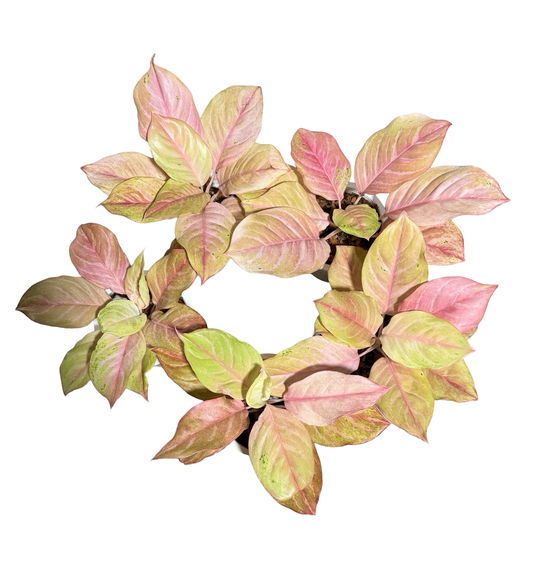 Aglaonema “Bidadari” | Set of 5 Plants