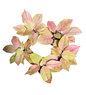 Aglaonema “Bidadari” | Set of 5 Plants