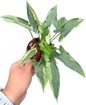 Syngonium “Eclipse” Wholesale Set of 10 Plants