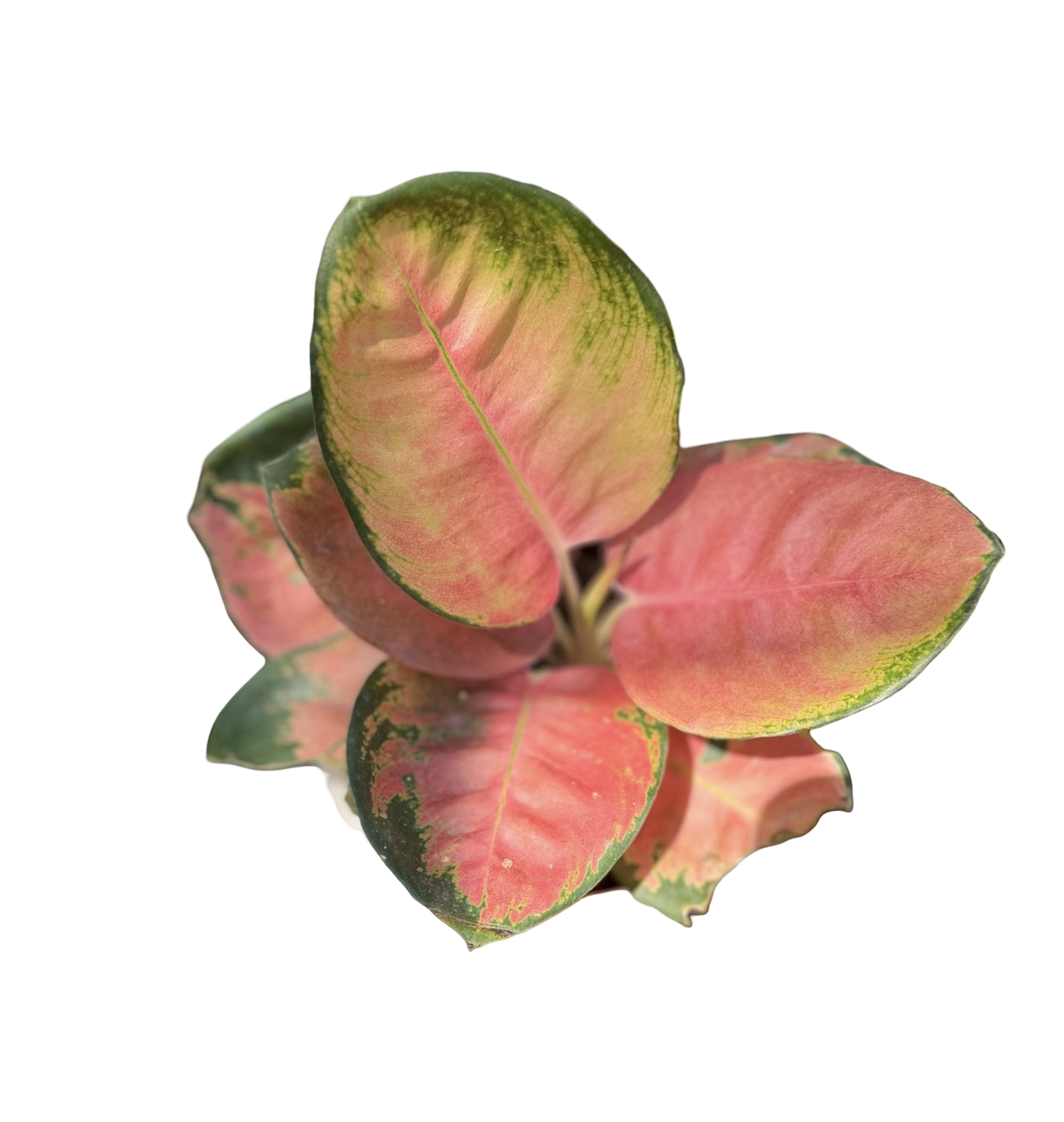 Aglaonema “Cochin Doll” | Set of 3 Plants
