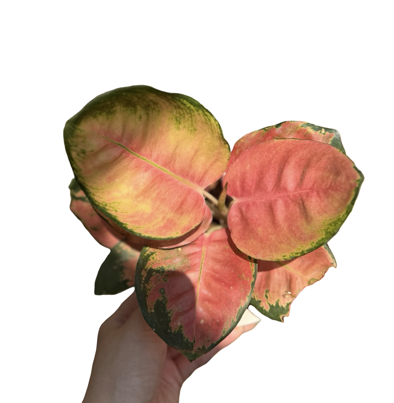 Aglaonema “Cochin Doll” | Set of 3 Plants