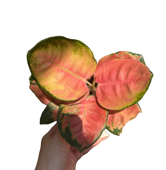 Aglaonema “Cochin Doll” | Set of 3 Plants