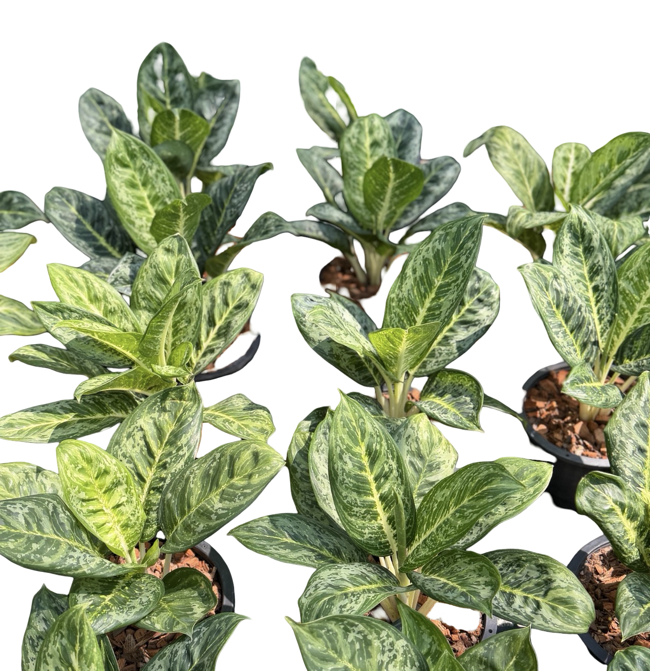 Aglaonema “King” | Set of 10 Plants