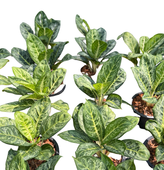 Aglaonema “King” | Set of 10 Plants