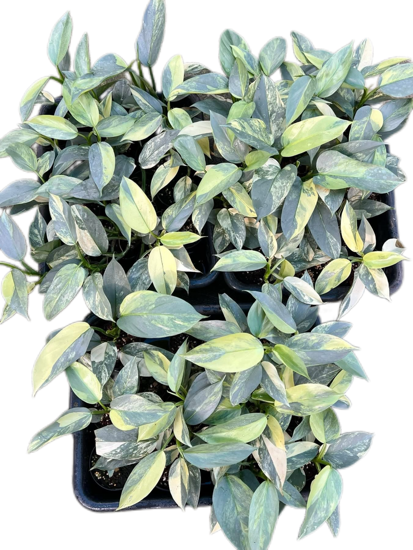 Philodendron Hastatum ‘Silver Sword’ – Wholesale Set of 10 Plants