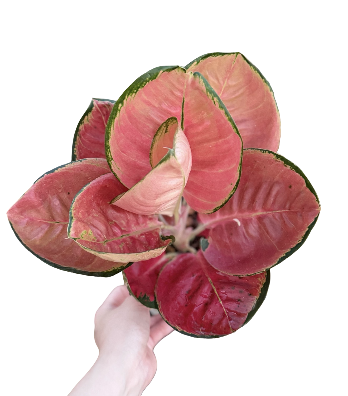 Aglaonema “Cochin Super Bowl” | Set of 3 Plants