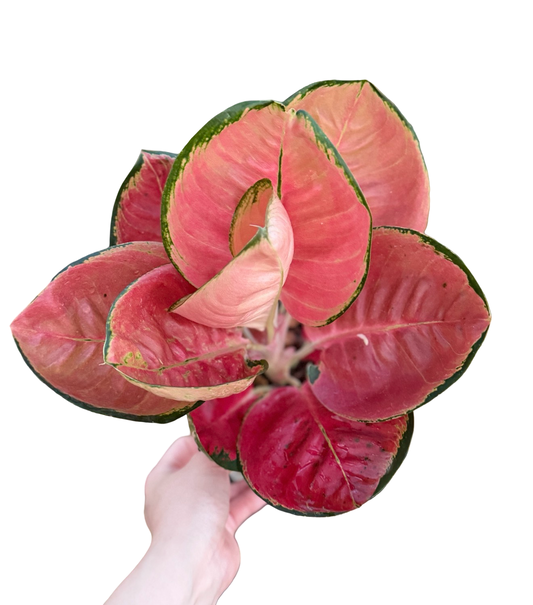 Aglaonema “Cochin Super Bowl” | Set of 3 Plants