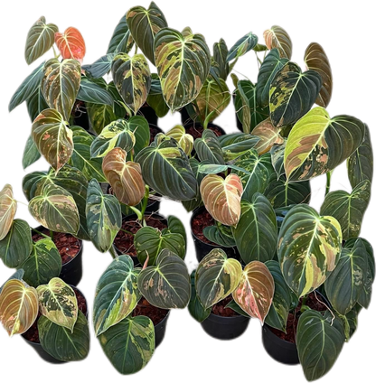 Philodendron Melanochrysum Variegated Set of 10 plants