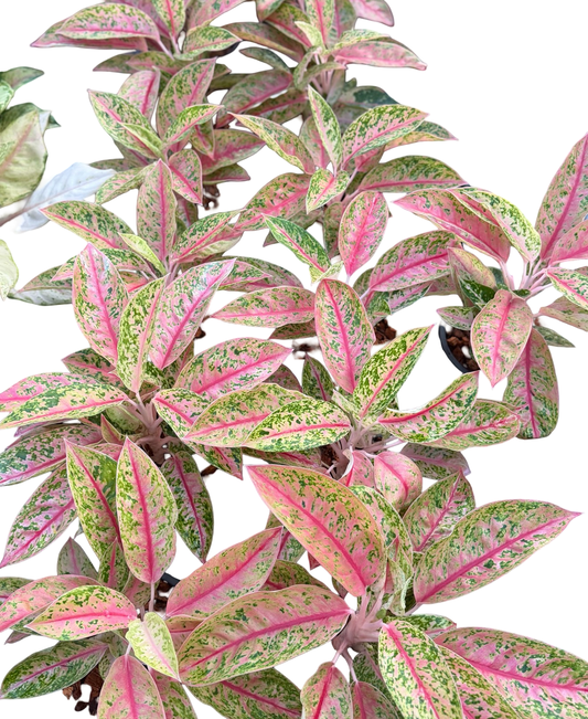 Aglaonema “Pink Galaxy” | Set of 5 Plants