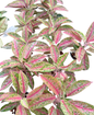 Aglaonema “Pink Galaxy” | Set of 5 Plants