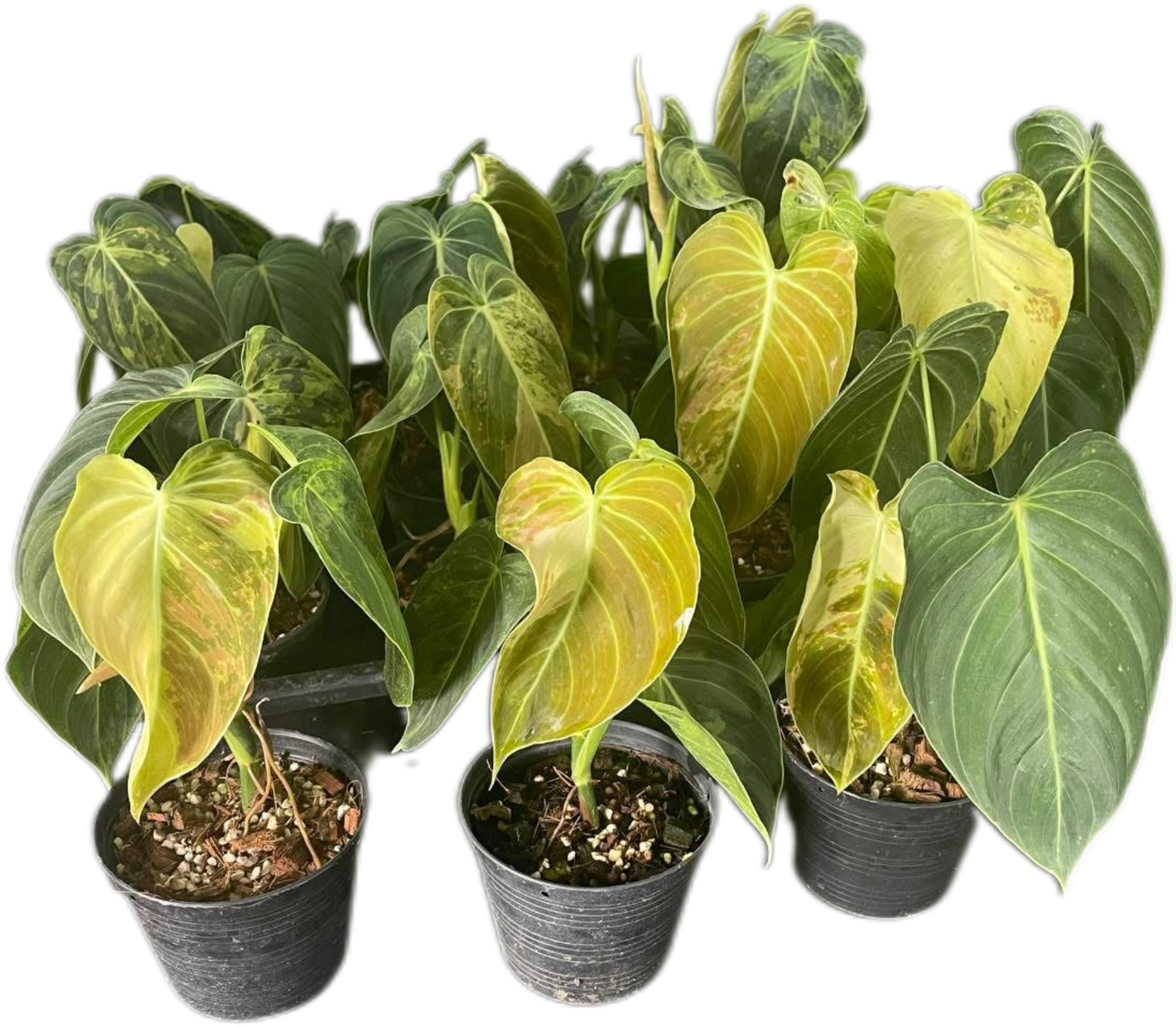 Philodendron Melanochrysum Variegated Set of 10 plants