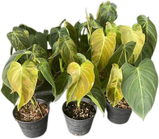 Philodendron Melanochrysum Variegated Set of 10 plants