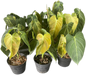 Philodendron Melanochrysum Variegated Set of 10 plants