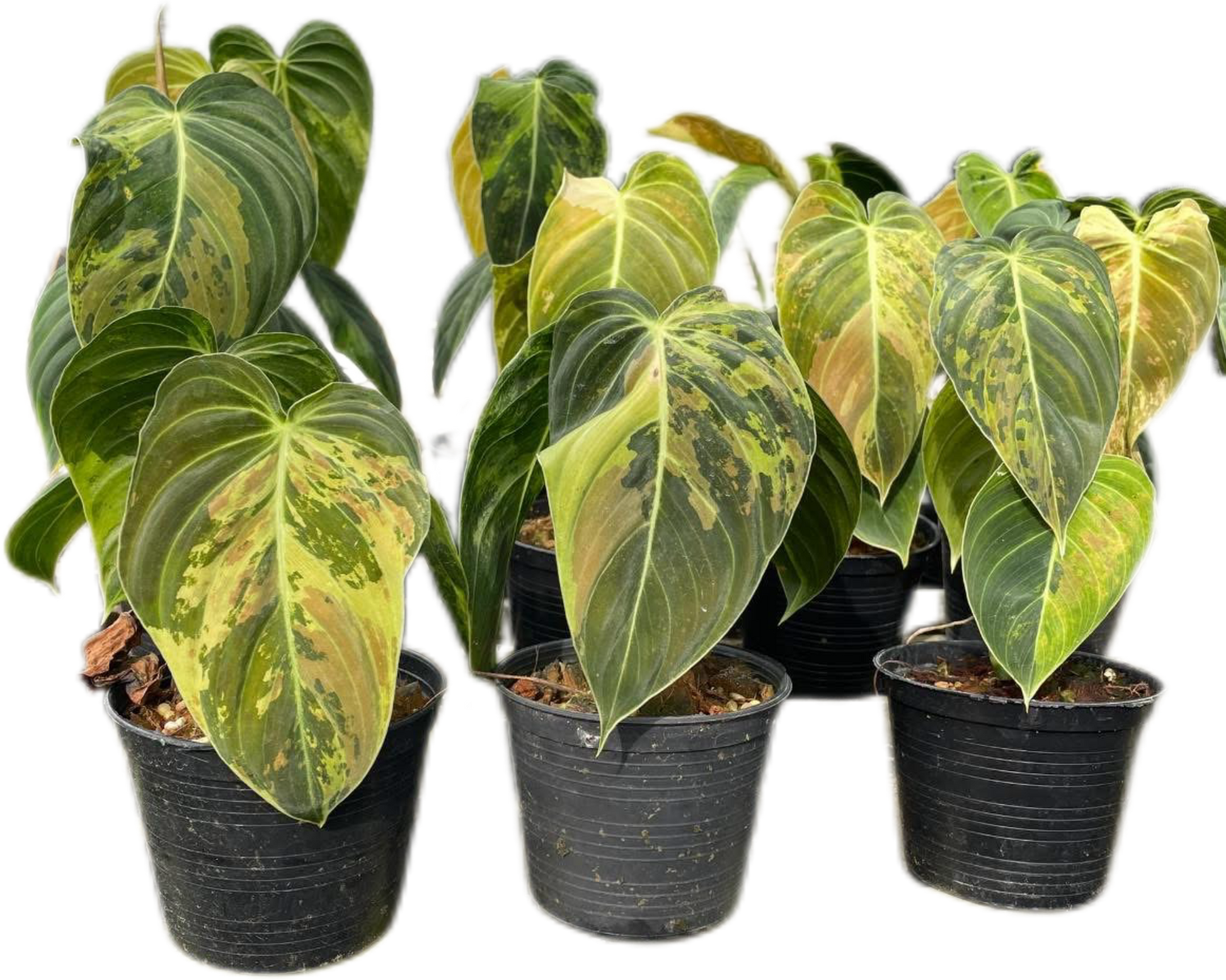 Philodendron Melanochrysum Variegated Set of 10 plants