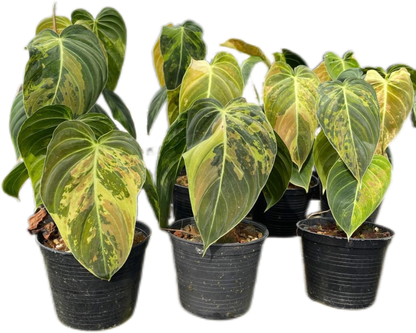 Philodendron Melanochrysum Variegated Set of 10 plants