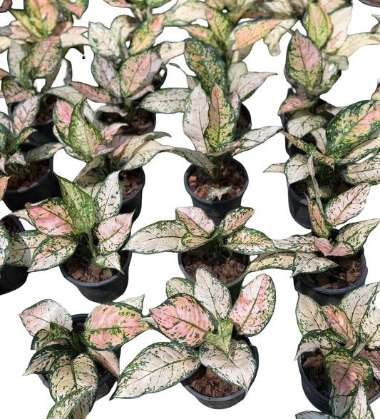 Aglaonema “Baby Pink Narrow” | Wholesale Set of 10 Plants