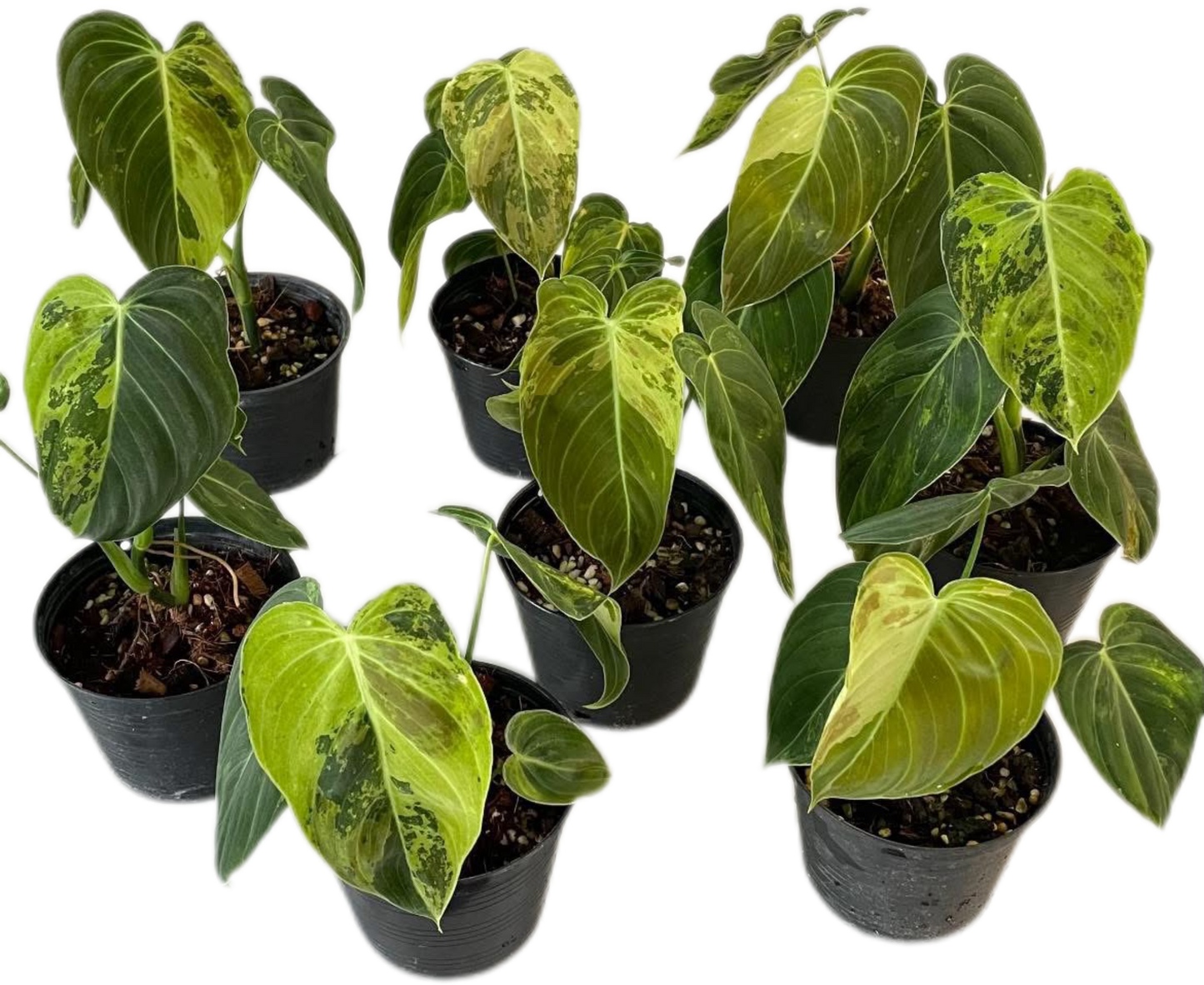 Philodendron Melanochrysum Variegated Set of 10 plants