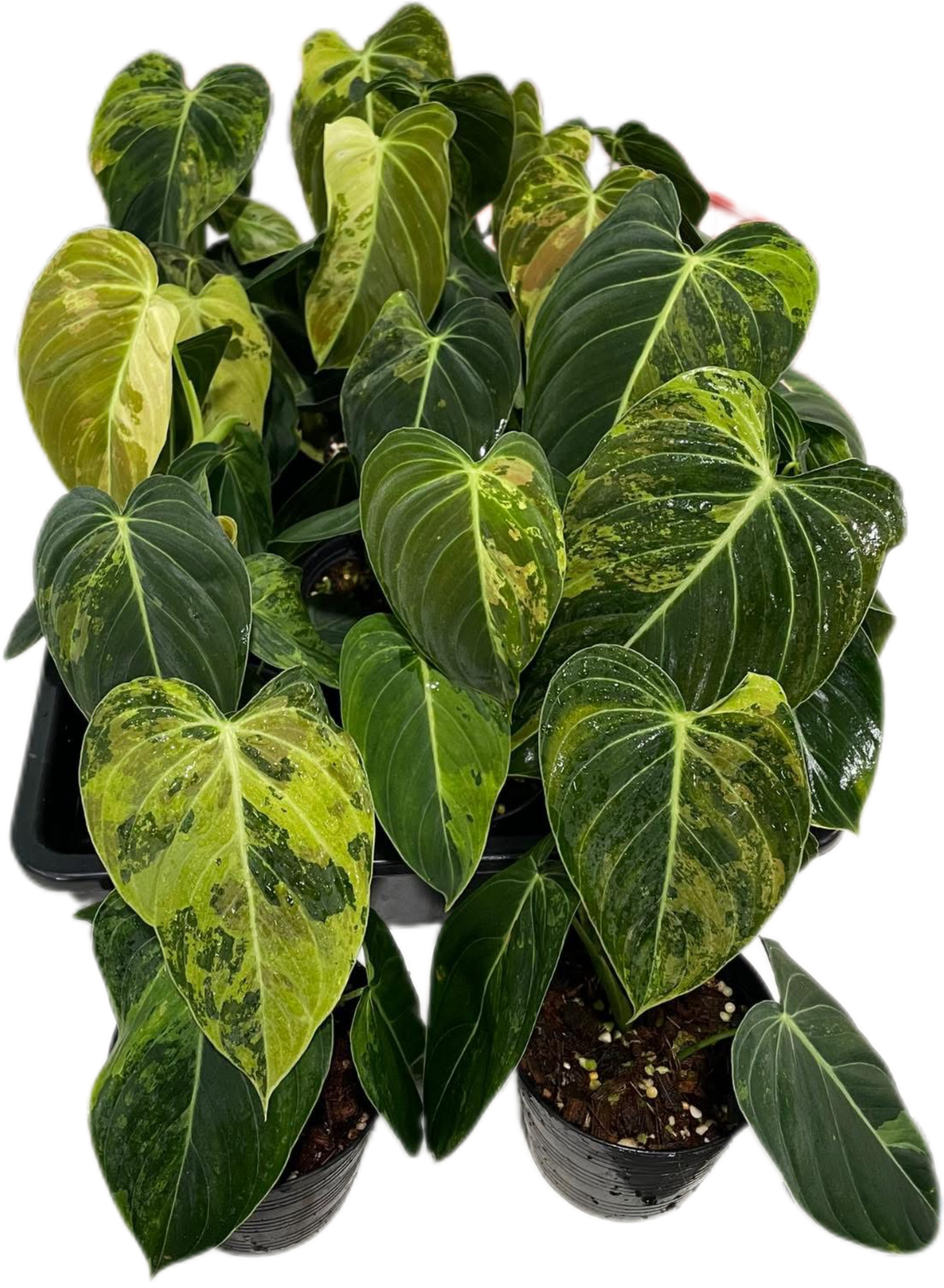 Philodendron Melanochrysum Variegated Set of 10 plants