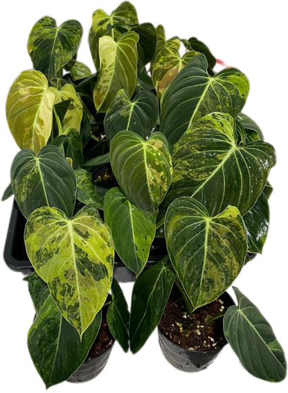 Philodendron Melanochrysum Variegated Set of 10 plants