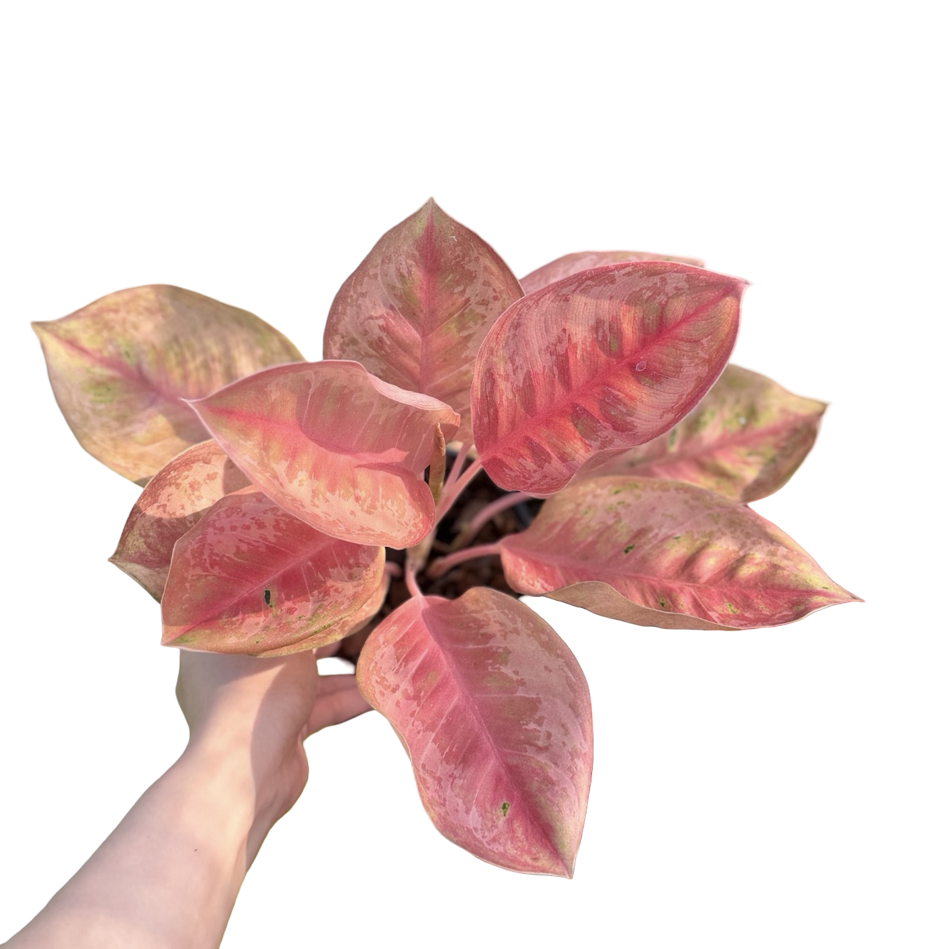 Aglaonema “Blue Diamond” | Set of 5 Plants