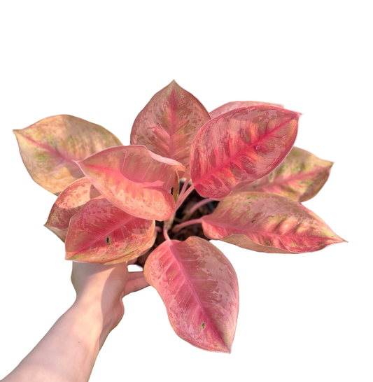 Aglaonema “Blue Diamond” | Set of 5 Plants