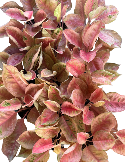 Aglaonema “Blue Diamond” | Set of 5 Plants