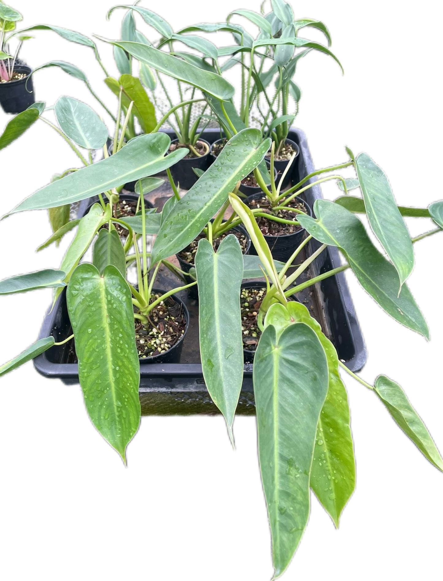 Philodendron Spiritus Sancti Wholesale Set of 10 Plants