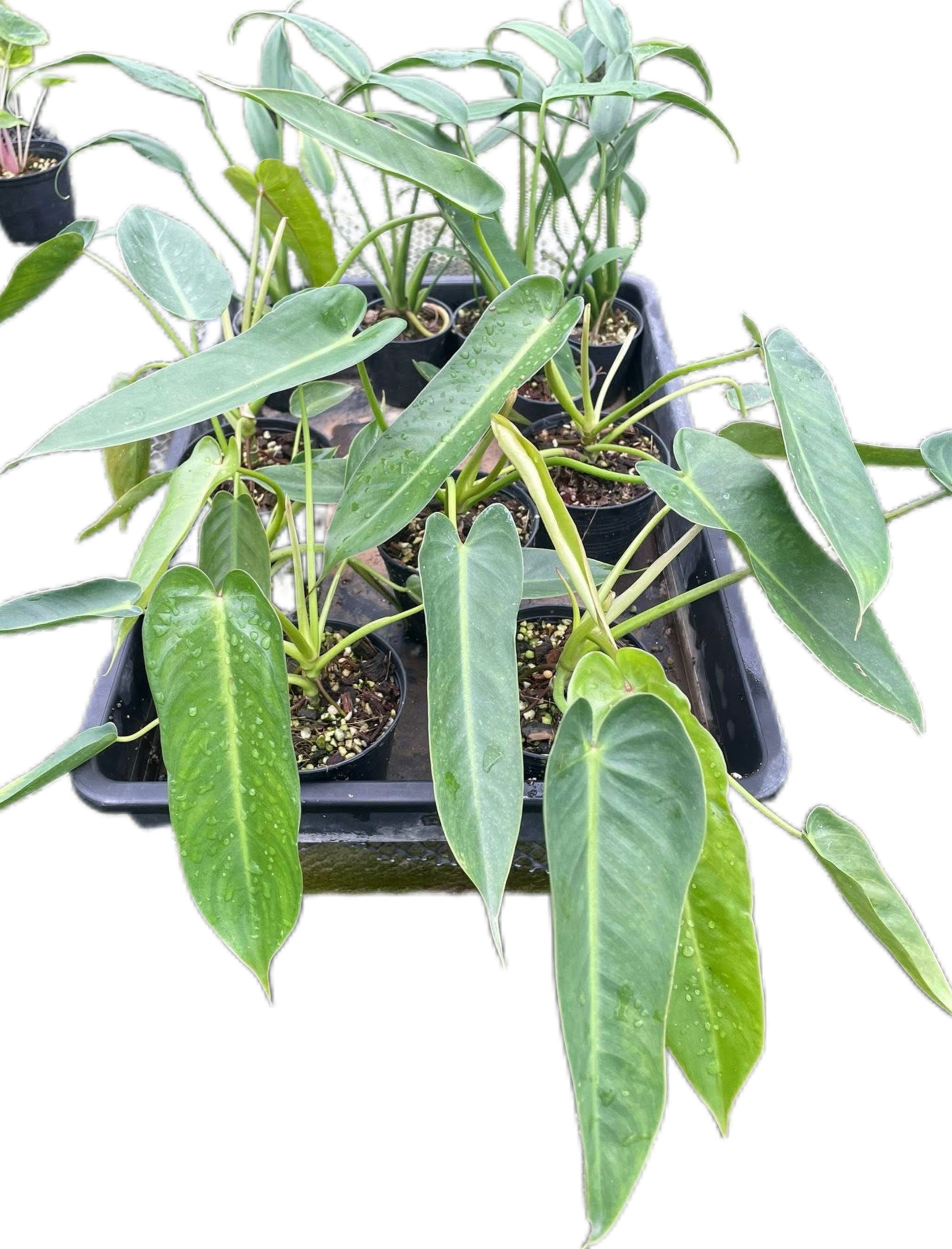 Philodendron Spiritus Sancti Wholesale Set of 10 Plants