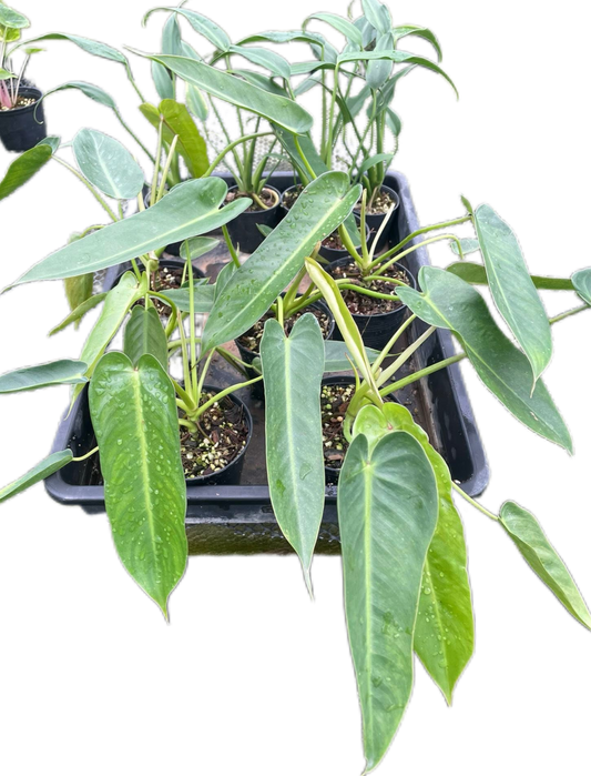 Philodendron Spiritus Sancti Wholesale Set of 10 Plants
