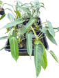 Philodendron Spiritus Sancti Wholesale Set of 10 Plants