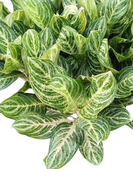 Aglaonema “Serm Sub” | Set of 10 Plants